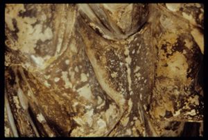 PR225_03_17